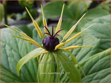 Paris quadrifolia | Eenbes, Vierblad, Spinnekop, Wolfsbes | Vierbl&auml;ttrige Einbeere | True-Lover&#039;s Knot