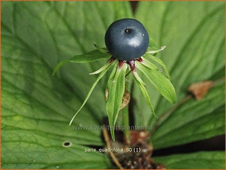 Paris quadrifolia | Vierblad, Eenbes, Spinnekop, Wolfsbes | Vierbl&auml;ttrige Einbeere