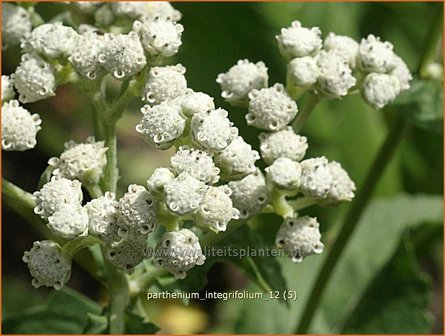 Parthenium integrifolium | Wilde kinine | Pr&auml;rieampfer