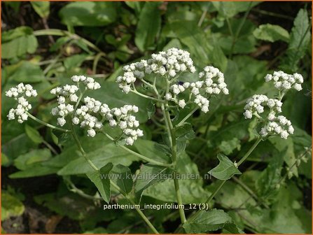 Parthenium integrifolium | Wilde kinine | Pr&auml;rieampfer