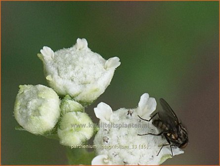 Parthenium integrifolium | Wilde kinine | Pr&auml;rieampfer