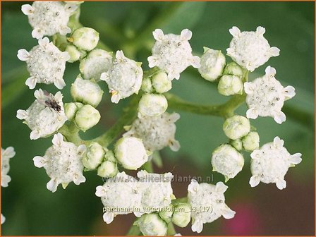 Parthenium integrifolium | Wilde kinine | Pr&auml;rieampfer