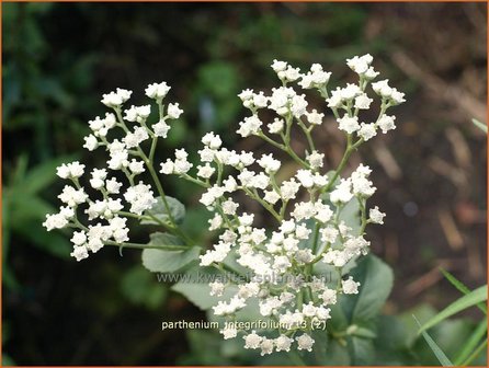 Parthenium integrifolium | Wilde kinine | Pr&auml;rieampfer