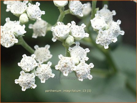 Parthenium integrifolium | Wilde kinine | Pr&auml;rieampfer