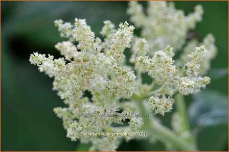 Persicaria polymorpha | Bergduizendknoop, Duizendknoop | Alpenkn&ouml;terich | Giant White Fleece Flower