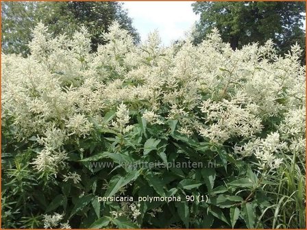 Persicaria polymorpha | Duizendknoop | Alpenkn&ouml;terich