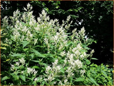 Persicaria polymorpha | Duizendknoop | Alpenkn&ouml;terich