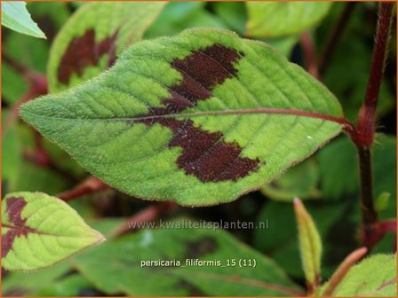 Persicaria virginiana &#039;Filiformis&#039; | Duizendknoop | Fadenkn&ouml;terich
