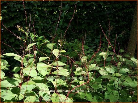 Persicaria virginiana &#039;Filiformis&#039; | Duizendknoop | Fadenkn&ouml;terich
