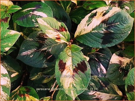 Persicaria virginiana &#039;Painter&#039;s Palette&#039; | Duizendknoop | Fadenkn&ouml;terich
