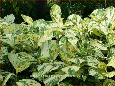 Persicaria virginiana &#039;Painter&#039;s Palette&#039; | Duizendknoop | Fadenkn&ouml;terich