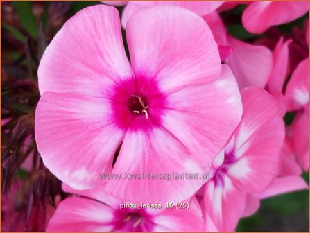 Phlox &#039;Larissa&#039; | Vlambloem, Flox, Floks | Hohe Flammenblume