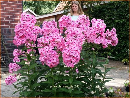 Phlox &#039;Larissa&#039; | Vlambloem, Flox, Floks | Hohe Flammenblume