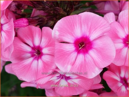 Phlox &#039;Larissa&#039; | Vlambloem, Flox, Floks | Hohe Flammenblume