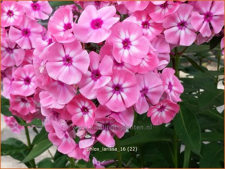 Phlox &#039;Larissa&#039; | Vlambloem, Flox, Floks | Hohe Flammenblume