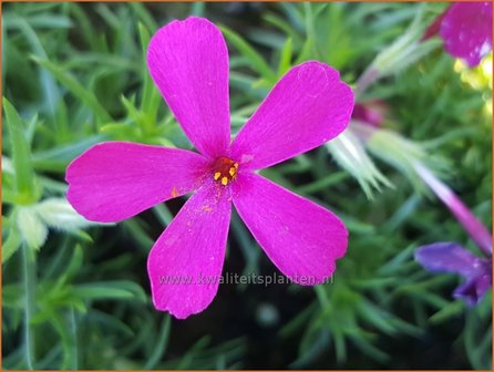 Phlox &#039;Ochsenblut&#039; | Kruipphlox, Vlambloem, Flox, Floks | Polsterphlox