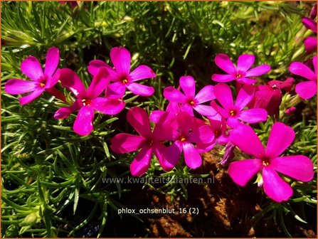 Phlox &#039;Ochsenblut&#039; | Kruipphlox, Vlambloem, Flox, Floks | Polsterphlox