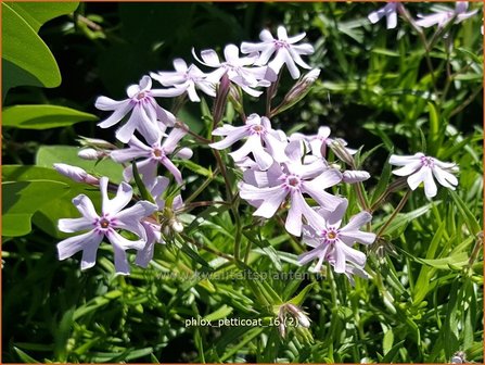 Phlox &#039;Petticoat&#039; | Kruipphlox, Vlambloem, Flox, Floks | Polsterphlox