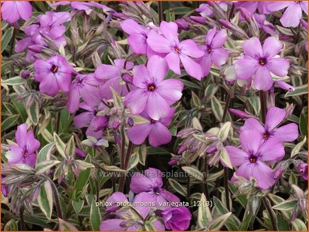 Phlox procumbens &#039;Variegata&#039; | Vlambloem, Flox, Floks | Kriechphlox