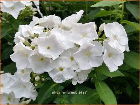 Phlox &#039;Rembrandt&#039; | Vlambloem, Flox, Floks | Hohe Flammenblume