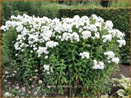 Phlox &#039;Rembrandt&#039; | Vlambloem, Flox, Floks | Hohe Flammenblume