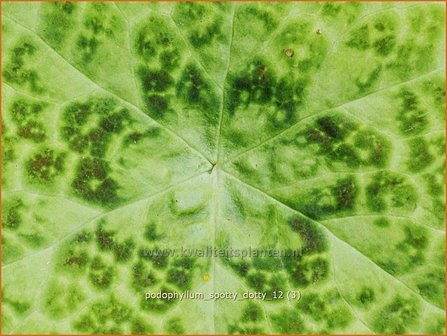 Podophyllum 'Spotty Dotty' | Voetblad, Indische alruinwortel, Meiappel | Fußblatt