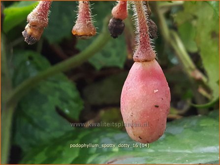 Podophyllum 'Spotty Dotty' | Voetblad, Indische alruinwortel, Meiappel | Fußblatt