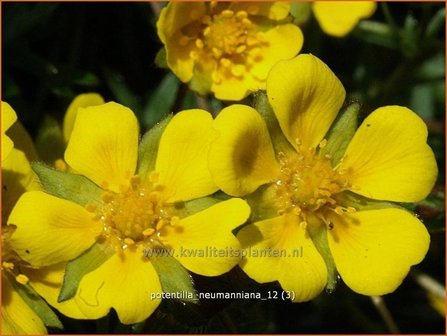 Potentilla neumanniana | Ganzerik, Vijfvingerkruid | Fr&uuml;hlings-Fingerkraut