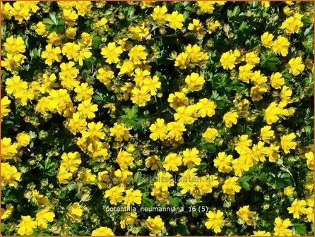 Potentilla neumanniana | Ganzerik, Vijfvingerkruid | Fr&uuml;hlings-Fingerkraut