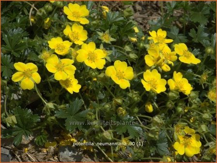 Potentilla neumanniana | Ganzerik, Vijfvingerkruid | Fr&uuml;hlings-Fingerkraut