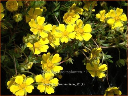 Potentilla neumanniana | Ganzerik, Vijfvingerkruid | Fr&uuml;hlings-Fingerkraut