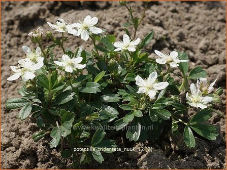 Potentilla tridentata &#039;Nuuk&#039; | Ganzerik, Vijfvingerkruid | Dreiz&auml;hniges Fingerkraut