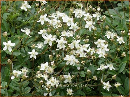 Potentilla tridentata &#039;Nuuk&#039; | Ganzerik, Vijfvingerkruid | Dreiz&auml;hniges Fingerkraut