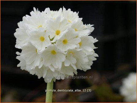 Primula denticulata &#039;Alba&#039; | Bolprimula, Kogelprimula, Sleutelbloem | Kugelprimel