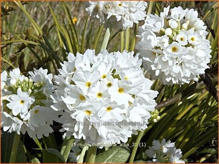 Primula denticulata &#039;Alba&#039; | Bolprimula, Kogelprimula, Sleutelbloem | Kugelprimel