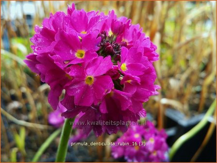 Primula denticulata &#039;Rubin&#039; | Bolprimula, Kogelprimula, Sleutelbloem | Kugelprimel