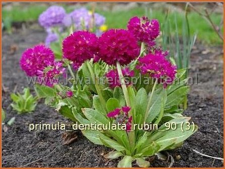 Primula denticulata &#039;Rubin&#039; | Bolprimula, Kogelprimula, Sleutelbloem | Kugelprimel