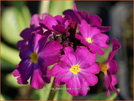 Primula denticulata &#039;Rubin&#039; | Bolprimula, Kogelprimula, Sleutelbloem | Kugelprimel