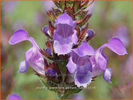 Prunella grandiflora 'Gerhard Rudolf' | Brunel, Bijenkorfje | Großblütige Braunelle