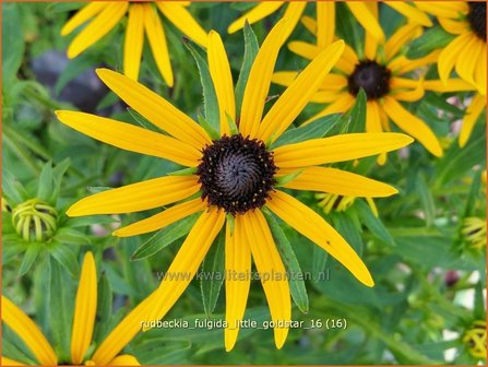 Rudbeckia fulgida &#039;Little Goldstar&#039; | Zonnehoed | Gew&ouml;hnlicher Sonnenhut