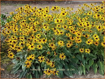 Rudbeckia fulgida &#039;Little Goldstar&#039; | Zonnehoed | Gew&ouml;hnlicher Sonnenhut