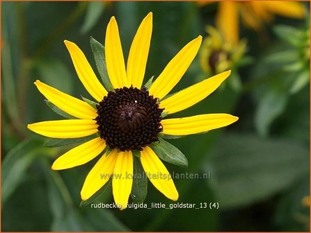 Rudbeckia fulgida &#039;Little Goldstar&#039; | Zonnehoed