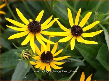 Rudbeckia fulgida &#039;Little Goldstar&#039; | Zonnehoed | Gew&ouml;hnlicher Sonnenhut