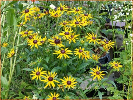 Rudbeckia fulgida &#039;Little Goldstar&#039; | Zonnehoed | Gew&ouml;hnlicher Sonnenhut