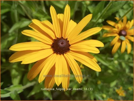 Rudbeckia fulgida var. deamii | Zonnehoed | Deams Sonnenhut