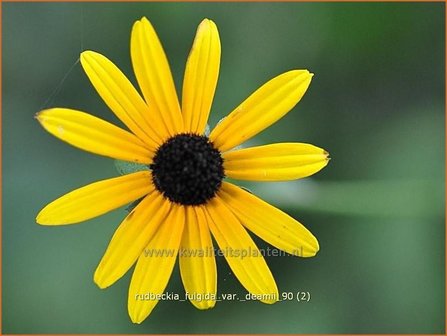 Rudbeckia fulgida var. deamii | Zonnehoed | Deams Sonnenhut