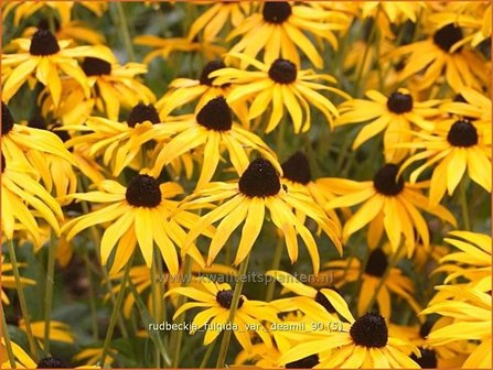 Rudbeckia fulgida var. deamii | Zonnehoed | Deams Sonnenhut