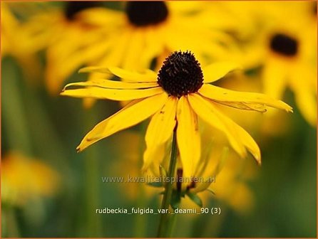 Rudbeckia fulgida var. deamii | Zonnehoed | Deams Sonnenhut