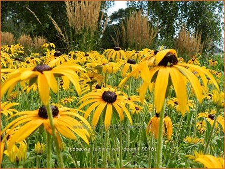 Rudbeckia fulgida var. deamii | Zonnehoed | Deams Sonnenhut