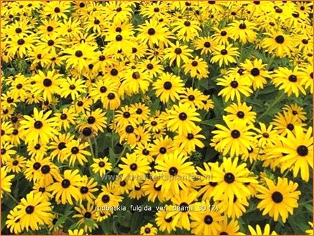 Rudbeckia fulgida var. deamii | Zonnehoed | Deams Sonnenhut